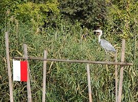 Graureiher auf einer Fischreuse am Emster-Kanal