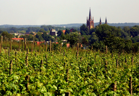 Werderaner Weinberg